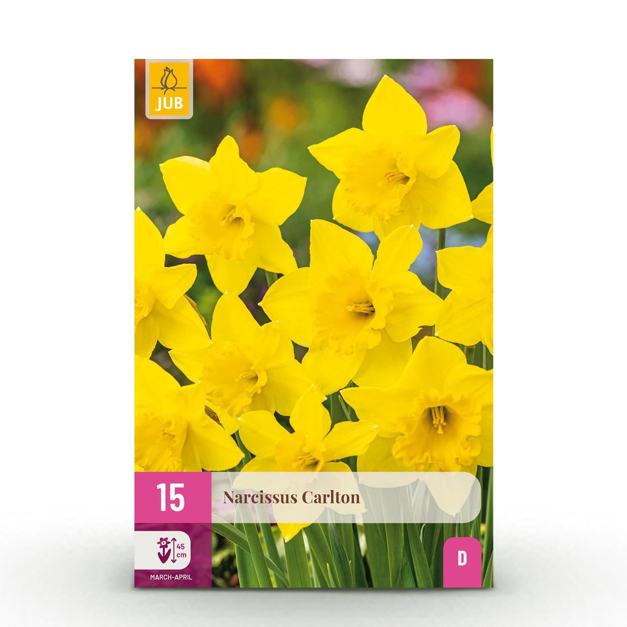 green-guardia-narcissus-carlton-blumenzwiebeln-15-st-ck-gelb image 1