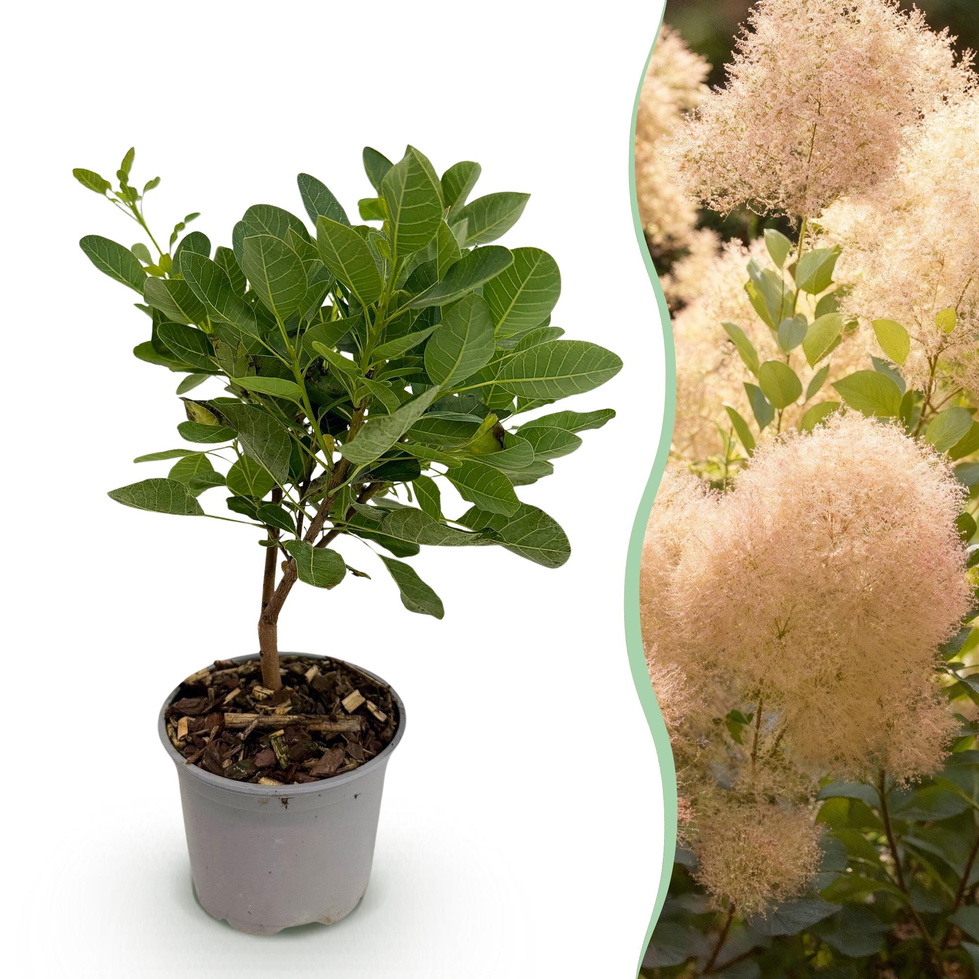 green-guardia-cotinus-young-lady-per-ckenstrauch-12cm-rosa image 1