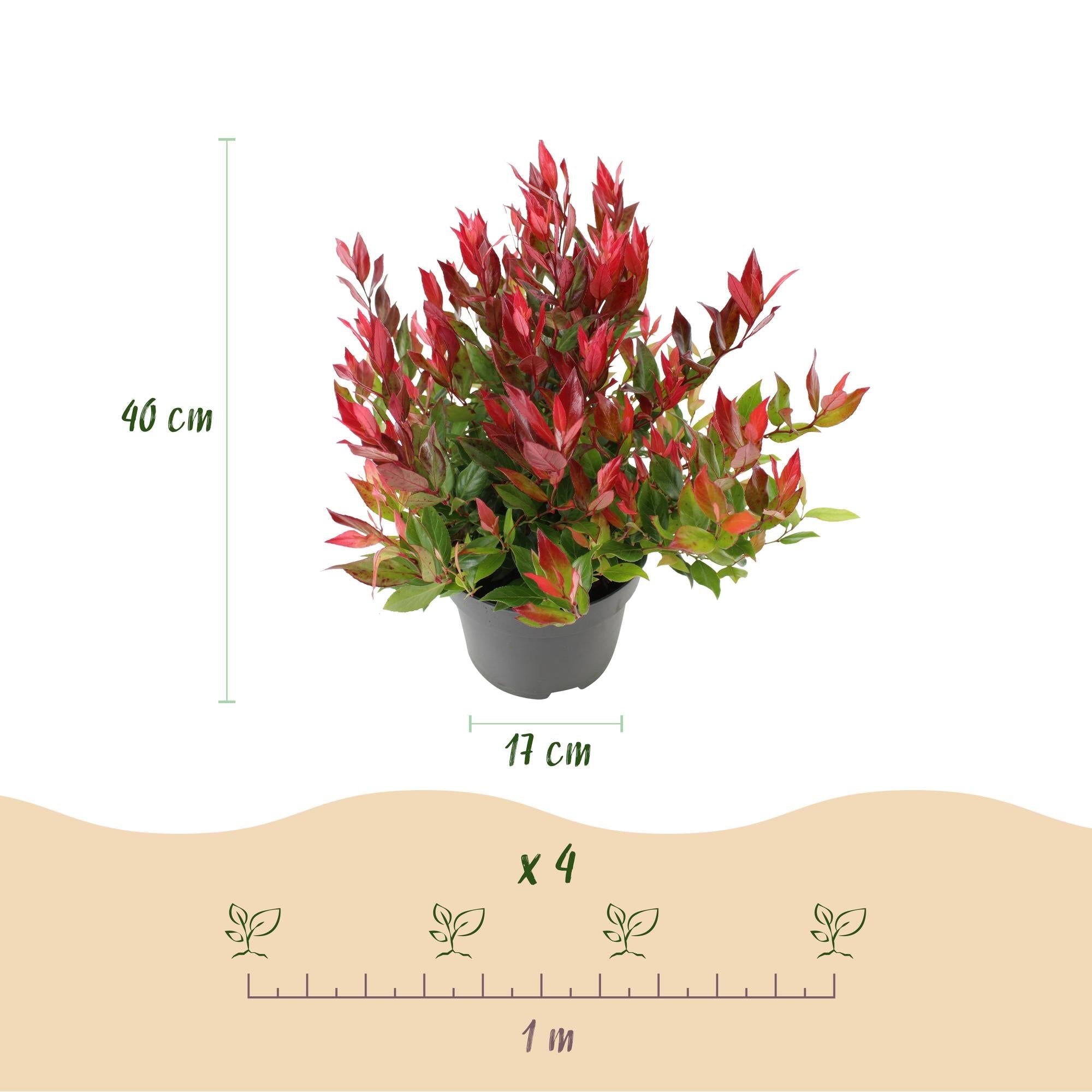 green-guardia-unsere-pflanzen-leucothoe-little-flame-strauch-1x-pflanze-rot image 2
