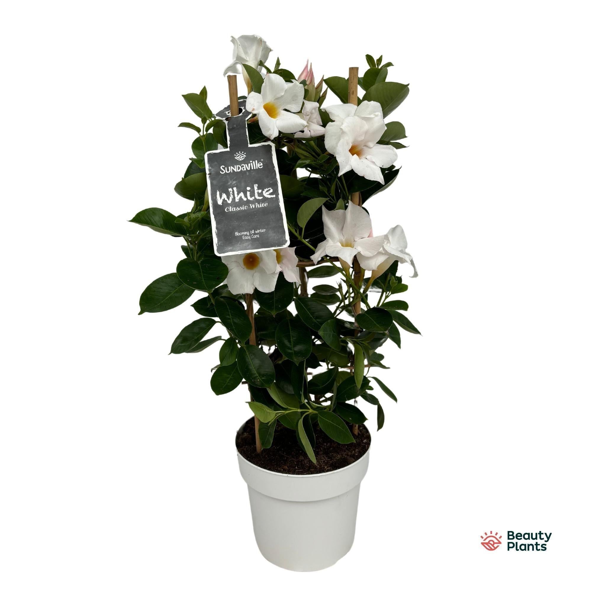 green-guardia-dipladenia-sundaville-white-bl-hpflanze-55cm-wei image 2