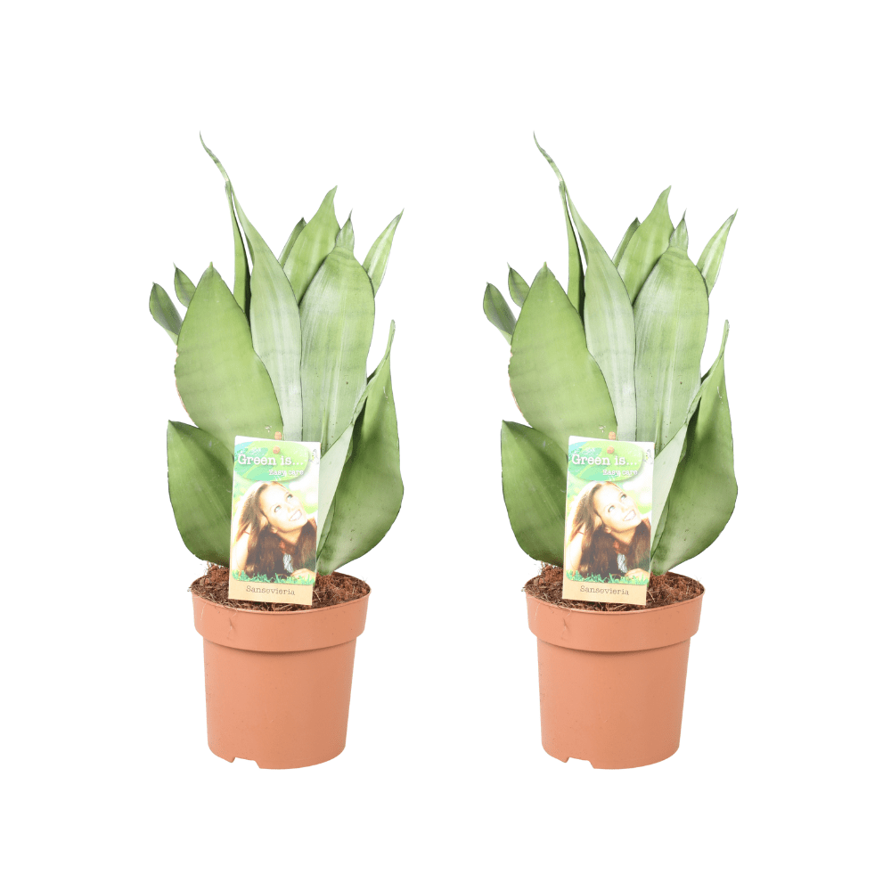 green-guardia-unsere-pflanzen-sansevieria-moonshine-bogenhanf-2x-pflegeleicht image 1