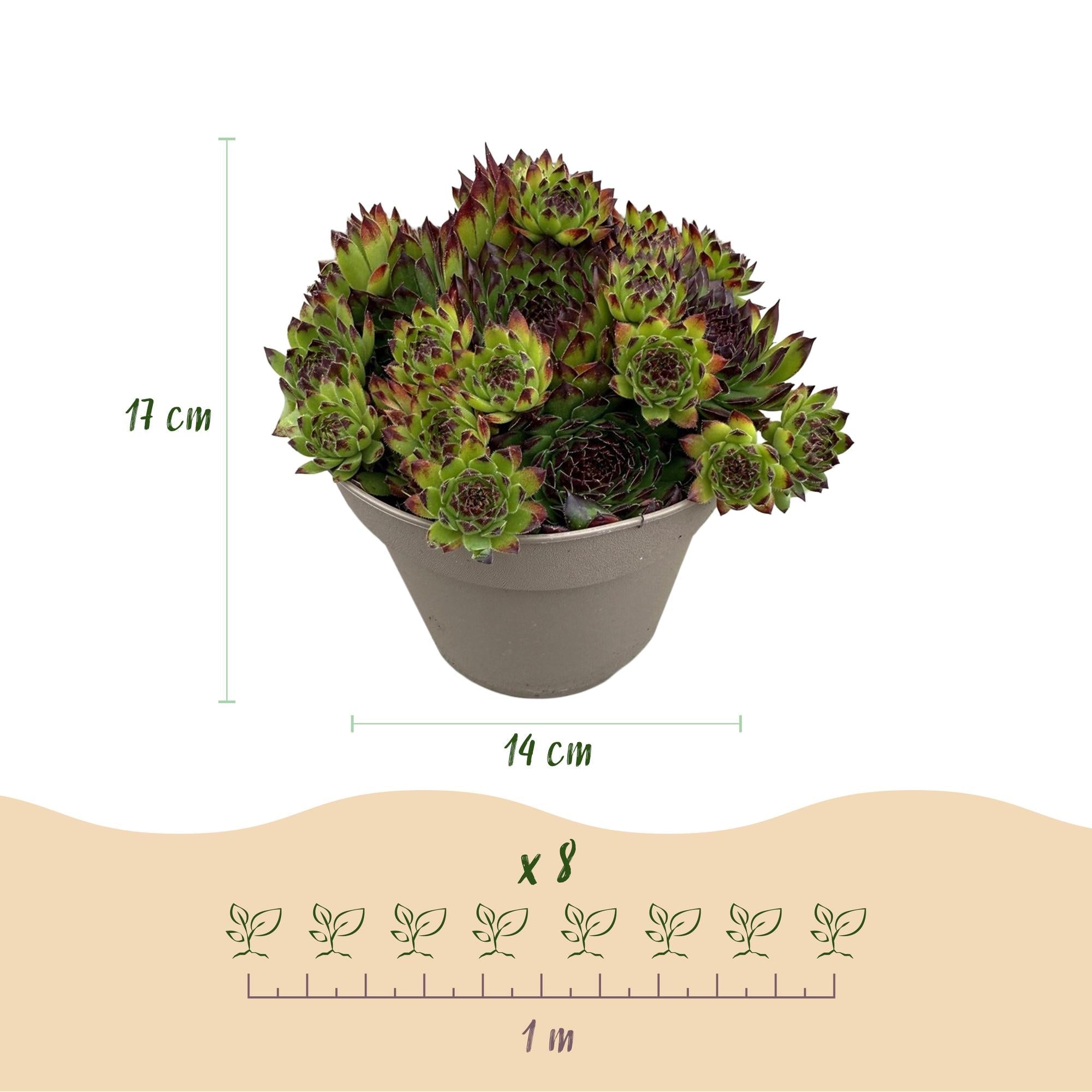 green-guardia-big-sam-sempervivum-bodendecker-8-pflanzen image 2