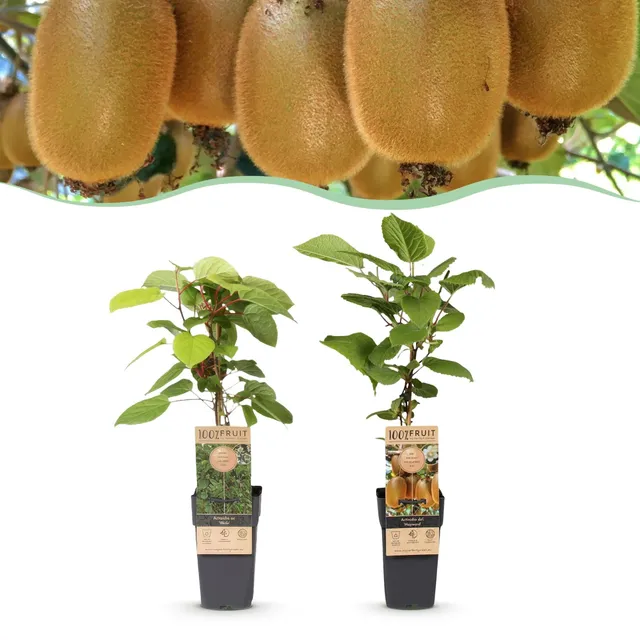 green-guardia-unsere-pflanzen-kiwi-weiki-hayward-obstpflanze-1-1-fruchttragend image 1