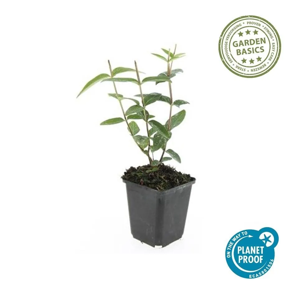 green-guardia-johanniskraut-rheingold-zierstrauch-9cm-topf image 1