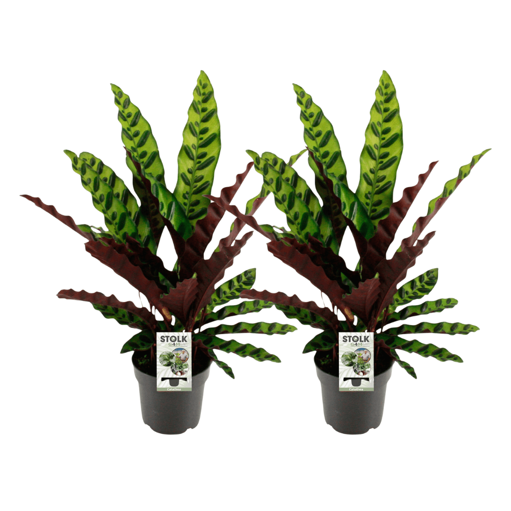 green-guardia-calathea-insignis-14cm-topf-45cm-blattpflanze image 2