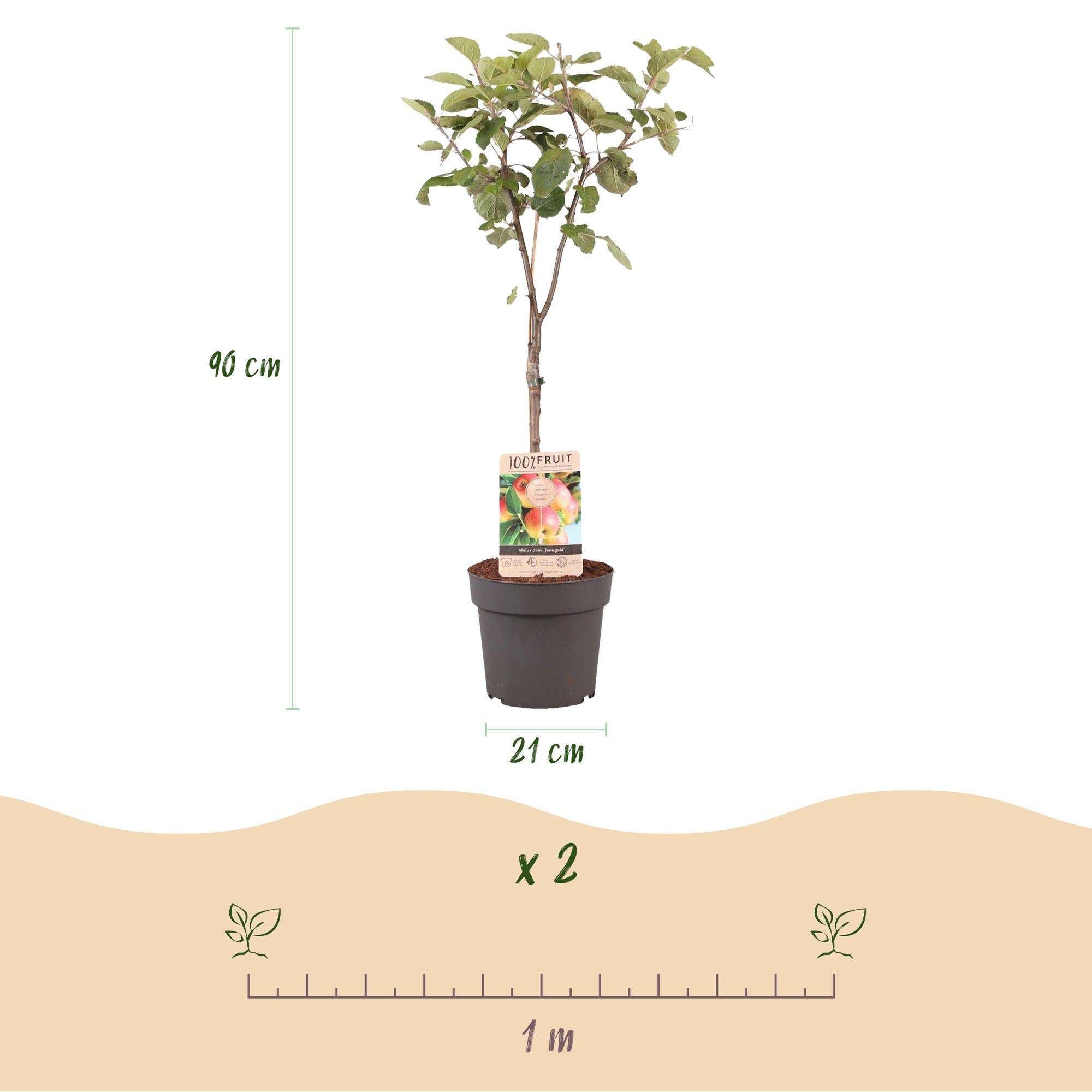 green-guardia-unsere-pflanzen-apfelbaum-jonagold-90-cm-s-s-uerlich image 3