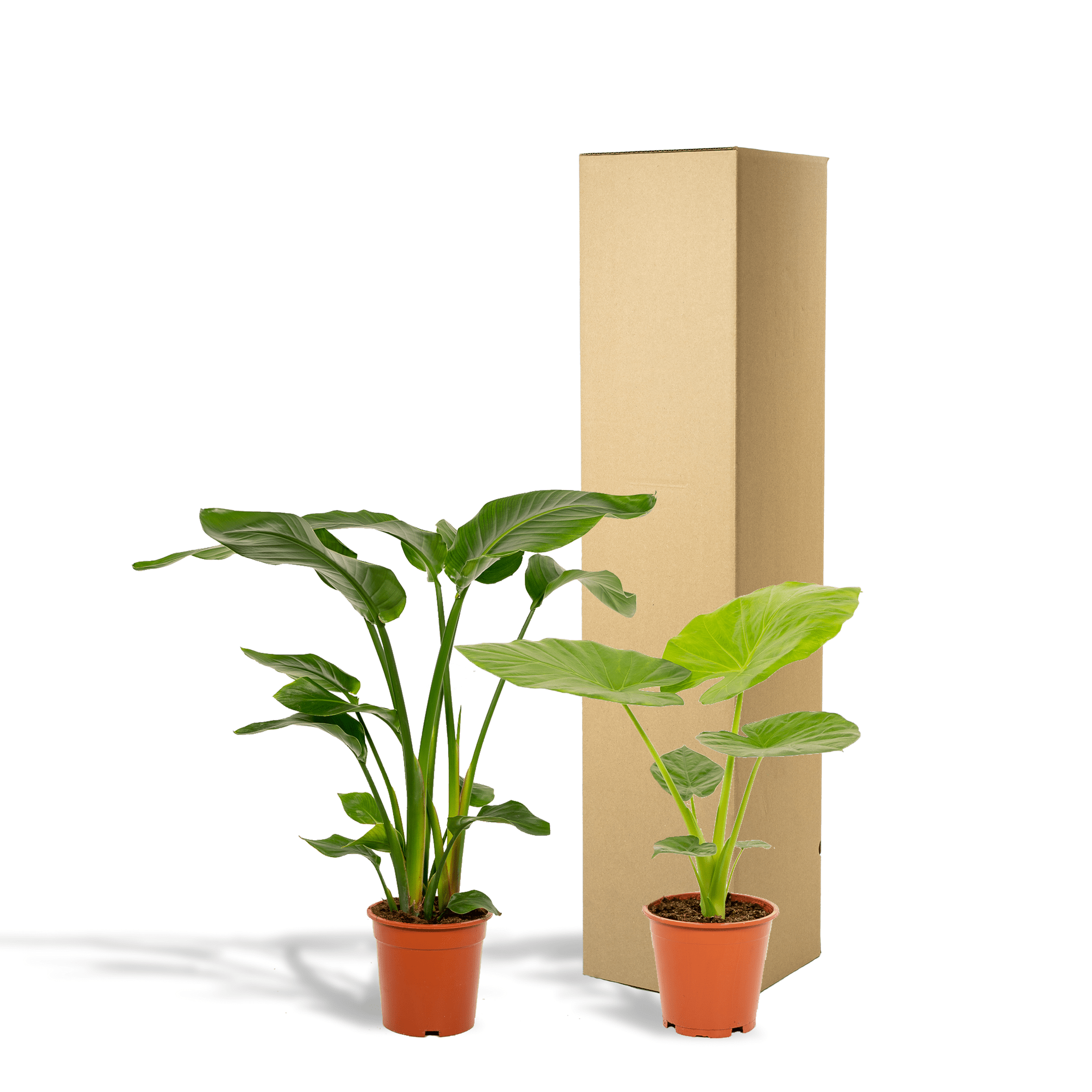 green-guardia-strelitzia-alocasia-paradiesvogelblume-2-pflanzen-70cm image 4