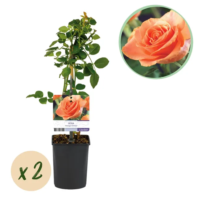 green-guardia-unsere-pflanzen-kletterrose-orange-climber-2-pflanzen image 1