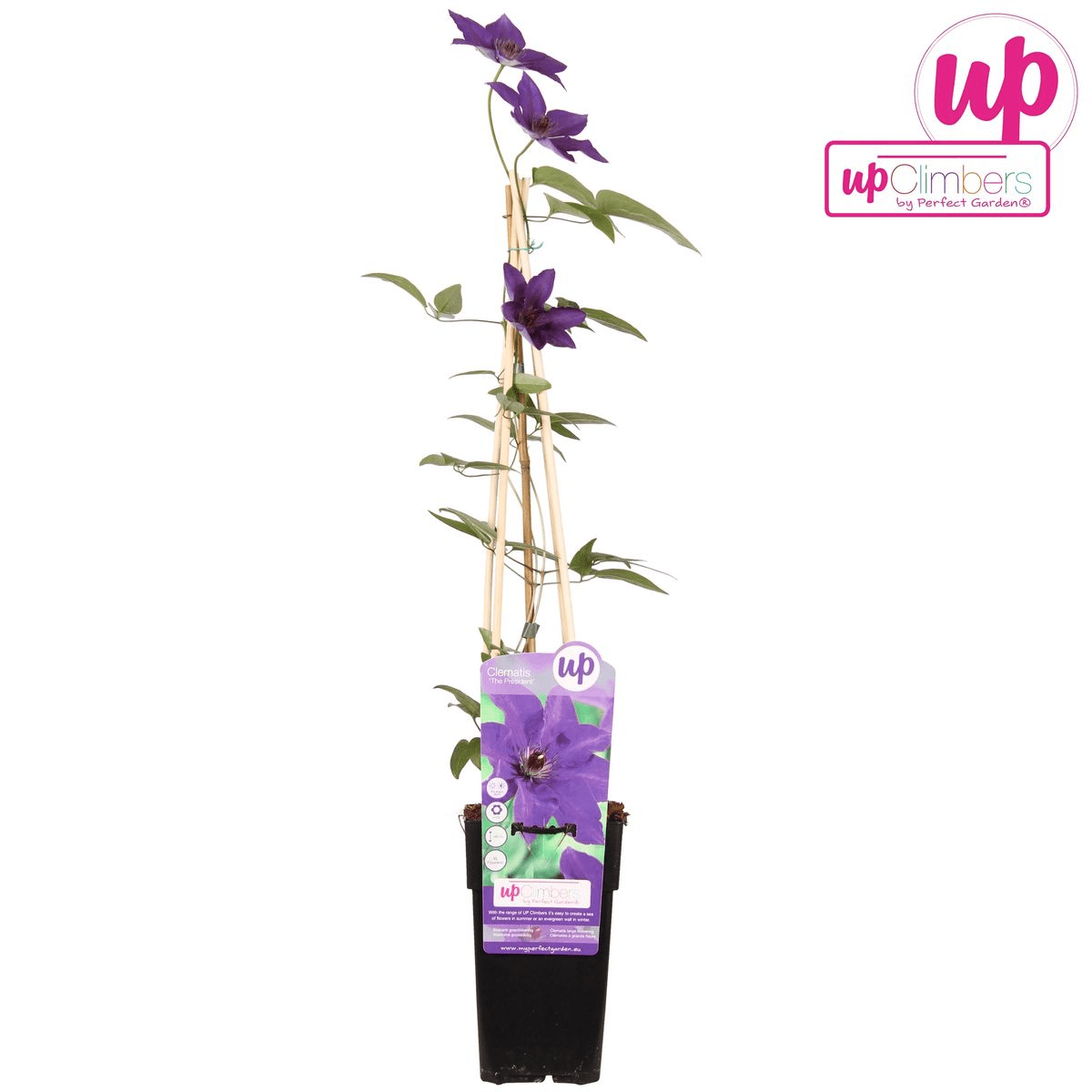 green-guardia-the-president-clematis-1x-lila-bl-te-65-cm image 4