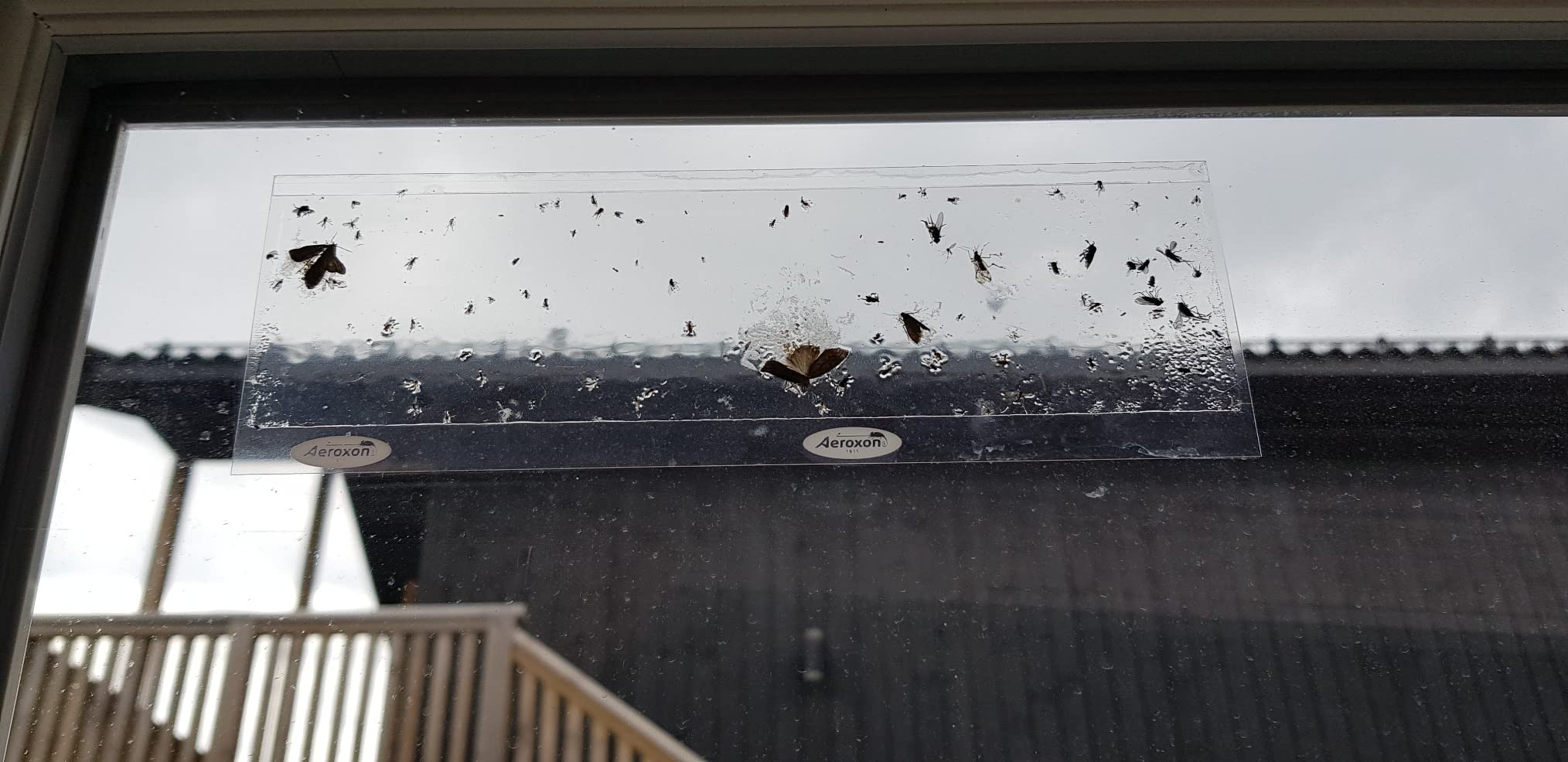 Bei mir wenige Fliegen
