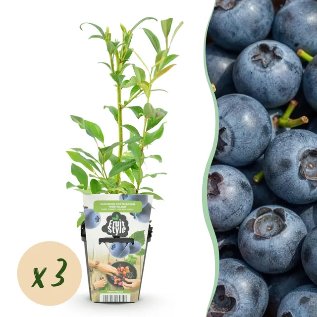 green-guardia-unsere-pflanzen-blaubeere-northland-obstpflanze-3x-im-9-cm-topf image 1