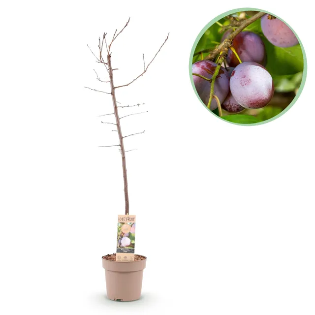green-guardia-opal-pflaumenbaum-obstbaum-21cm-topf-s image 1