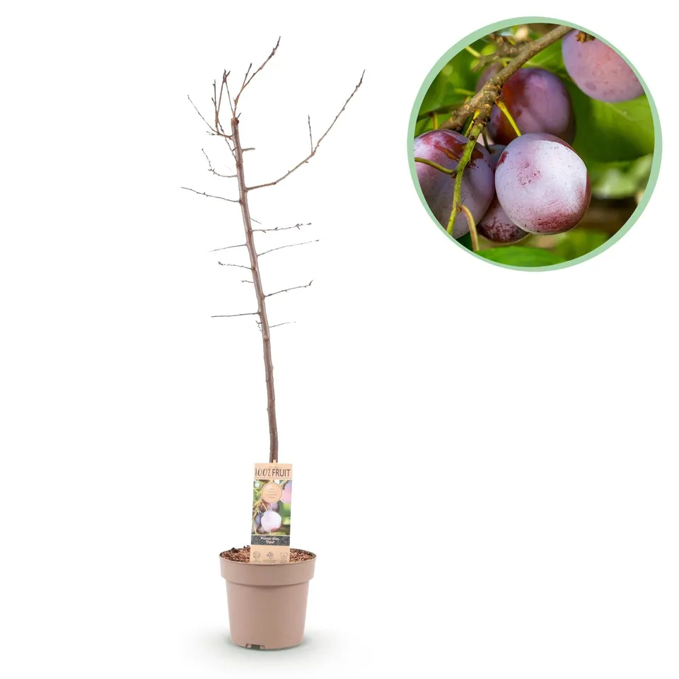 green-guardia-opal-pflaumenbaum-obstbaum-21cm-topf-s image 1