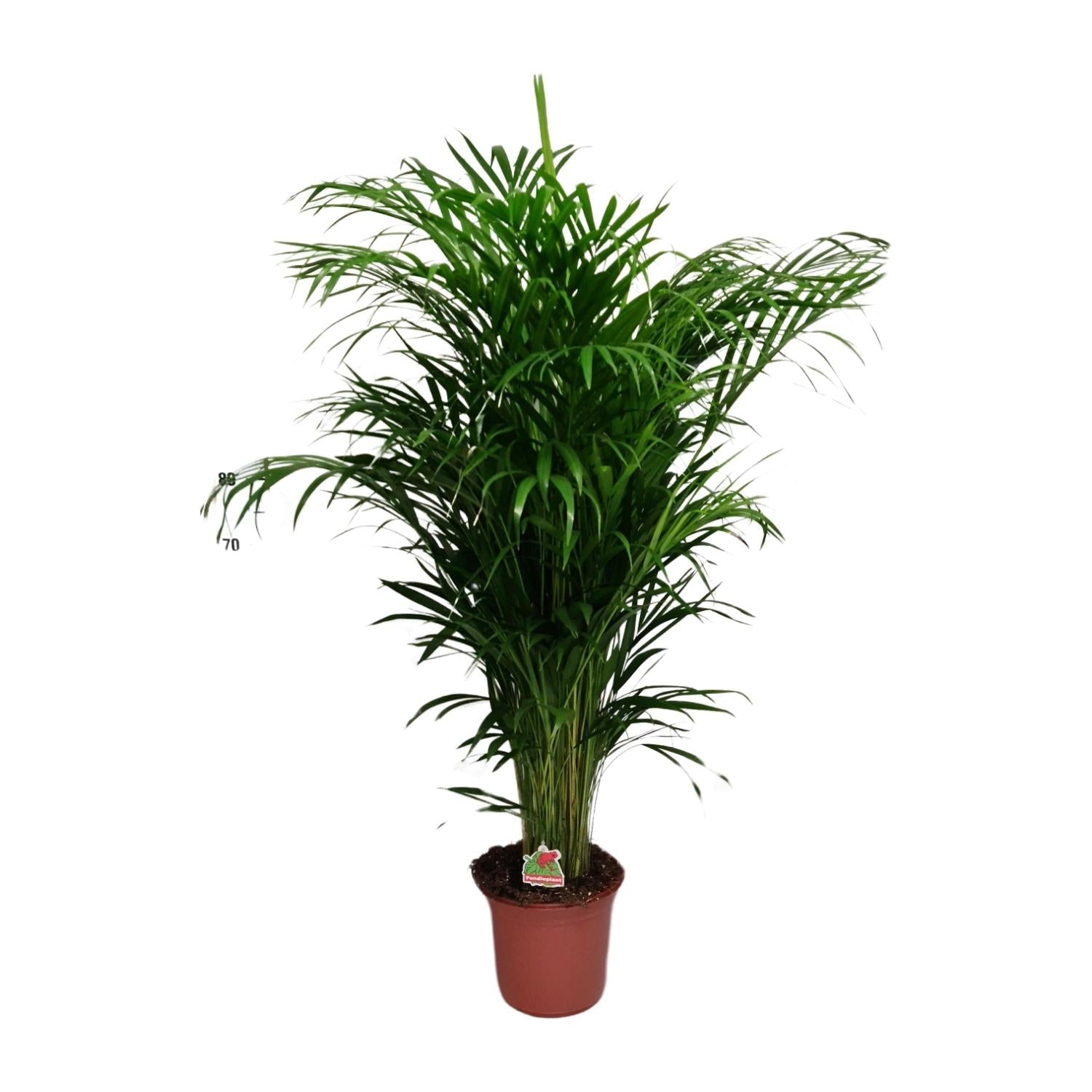 green-guardia-unsere-pflanzen-areca-palme-dypsis-40cm-luftreiniger image 1