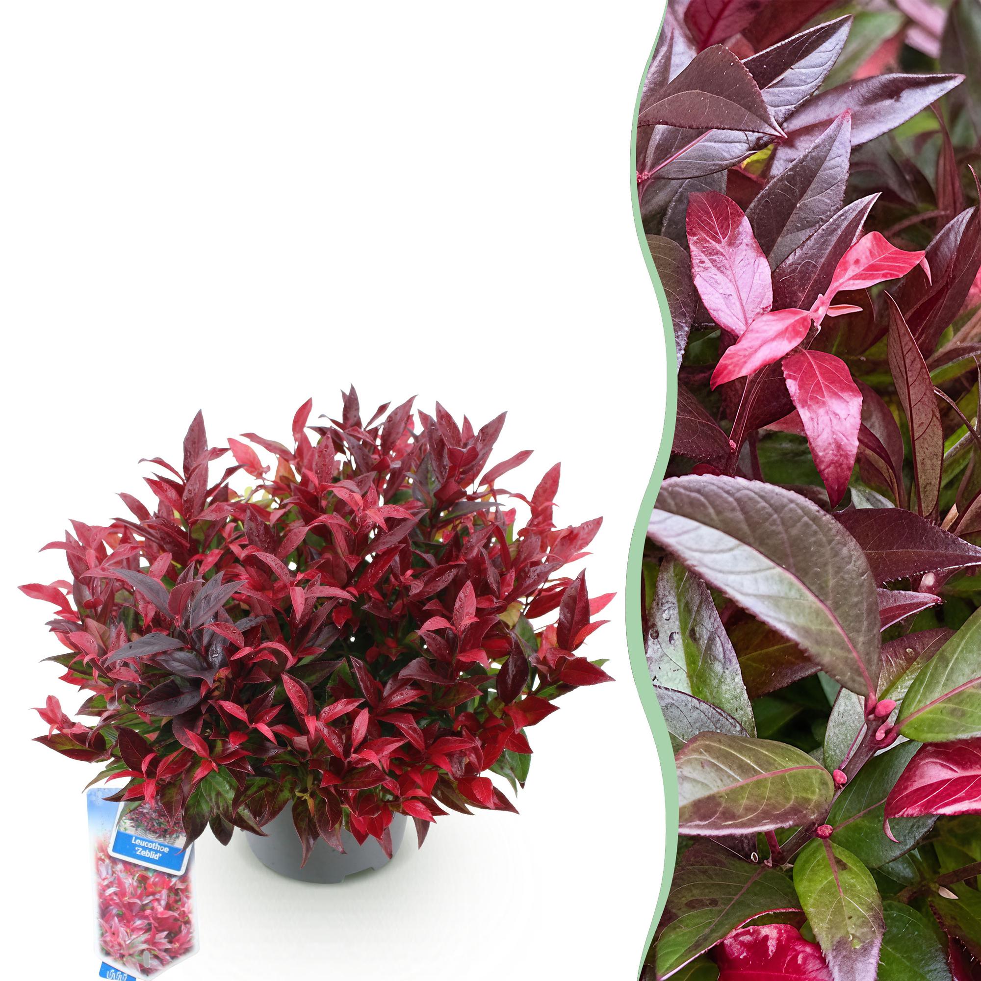 green-guardia-leucothoe-zeblid-zierstrauch-17cm-rot image 1