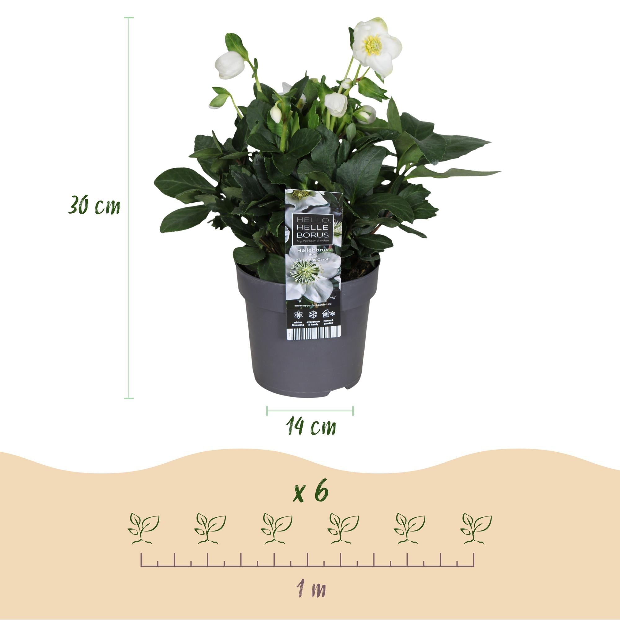 green-guardia-unsere-pflanzen-christmas-carol-christrose-14-cm-wei image 3