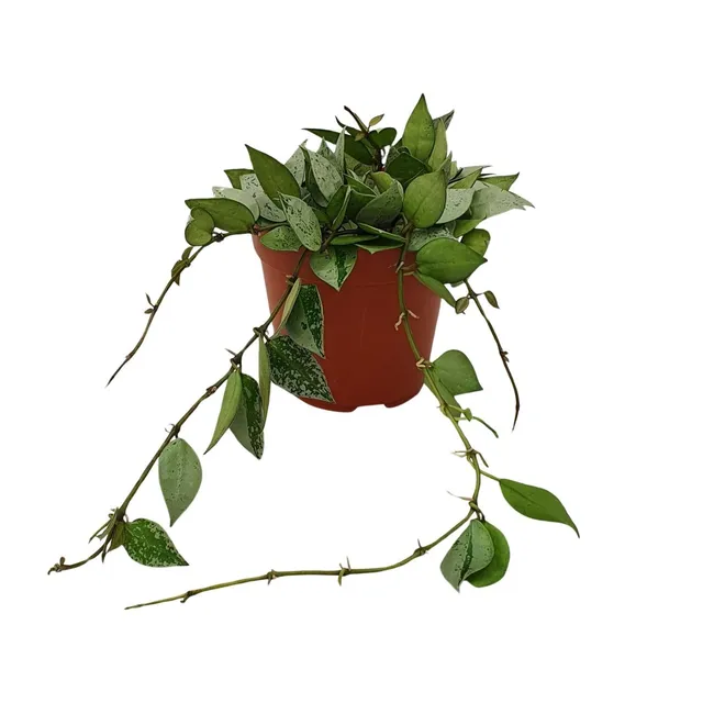 green-guardia-hoya-krohniana-eskimo-wachsblume-15cm-pflegeleicht image 1
