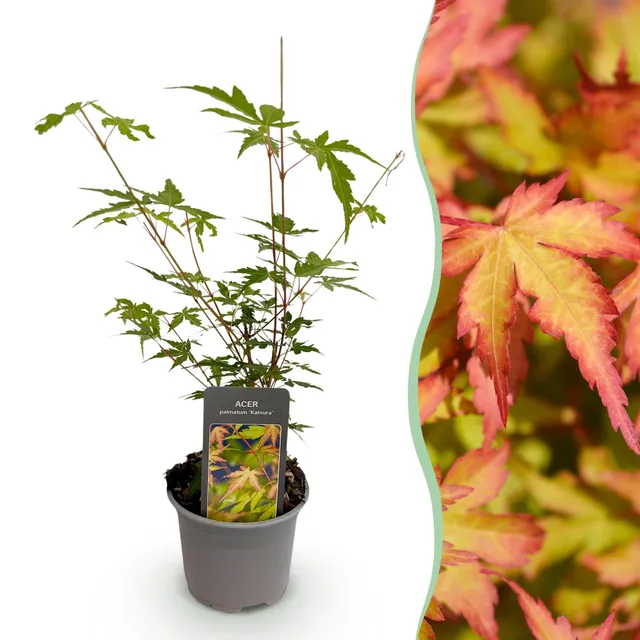 green-guardia-unsere-pflanzen-acer-palmatum-sangokaku-f-cherahorn-1x-pflanze image 1
