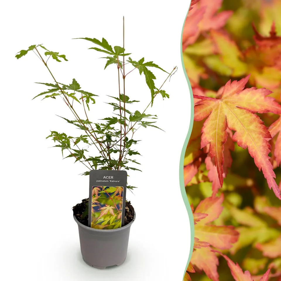 green-guardia-unsere-pflanzen-acer-palmatum-sangokaku-f-cherahorn-1x-pflanze image 1