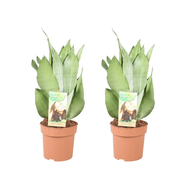 green-guardia-unsere-pflanzen-sansevieria-moonshine-bogenhanf-2x-pflegeleicht image 1