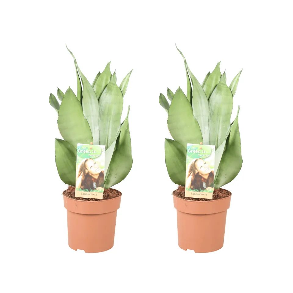 green-guardia-unsere-pflanzen-sansevieria-moonshine-bogenhanf-2x-pflegeleicht image 1