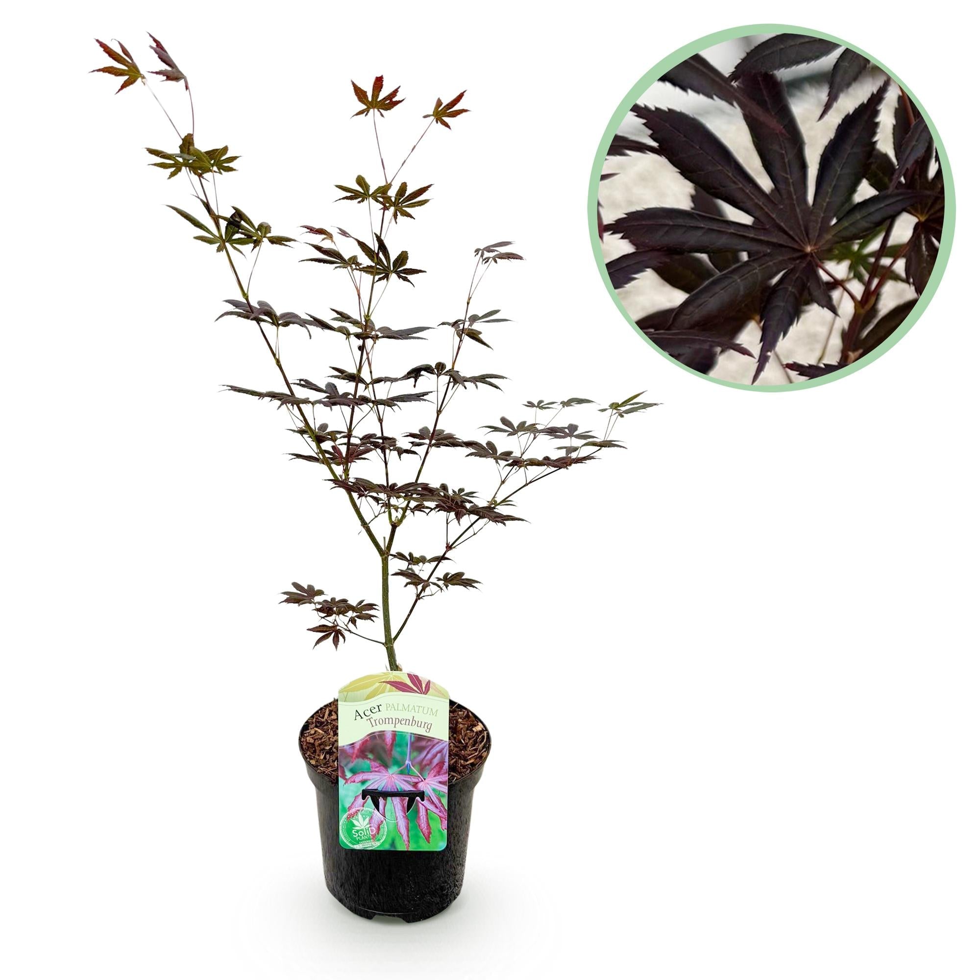 green-guardia-acer-trompenburg-japanischer-ahorn-19cm-topf image 1