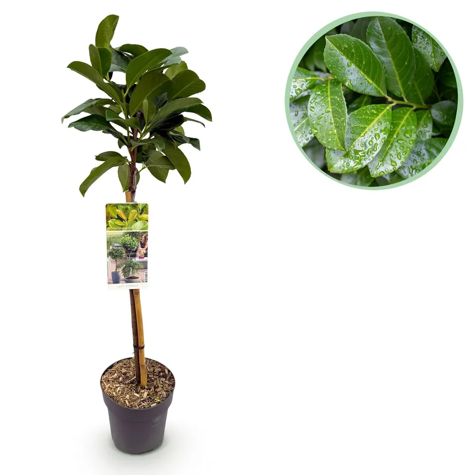 green-guardia-etna-kirschlorbeer-90-cm-19-cm-topf-immergr-n image 1