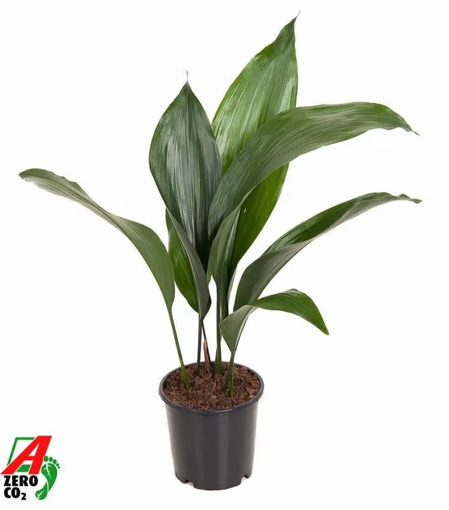 green-guardia-aspidistra-schusterpalme-50-cm-pflegeleicht image 1