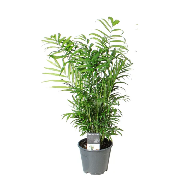 green-guardia-chamaedorea-elegans-bergpalme-zimmerpflanze-40cm-pflegeleicht image 1