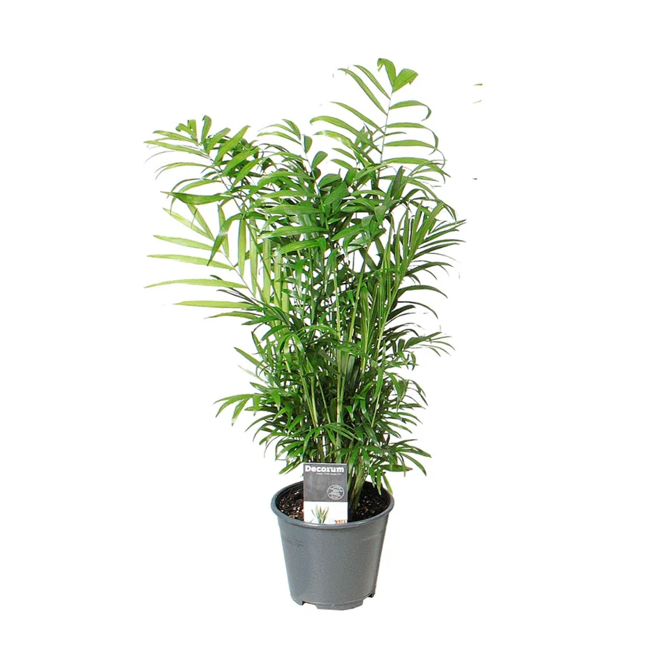 green-guardia-chamaedorea-elegans-bergpalme-zimmerpflanze-40cm-pflegeleicht image 1