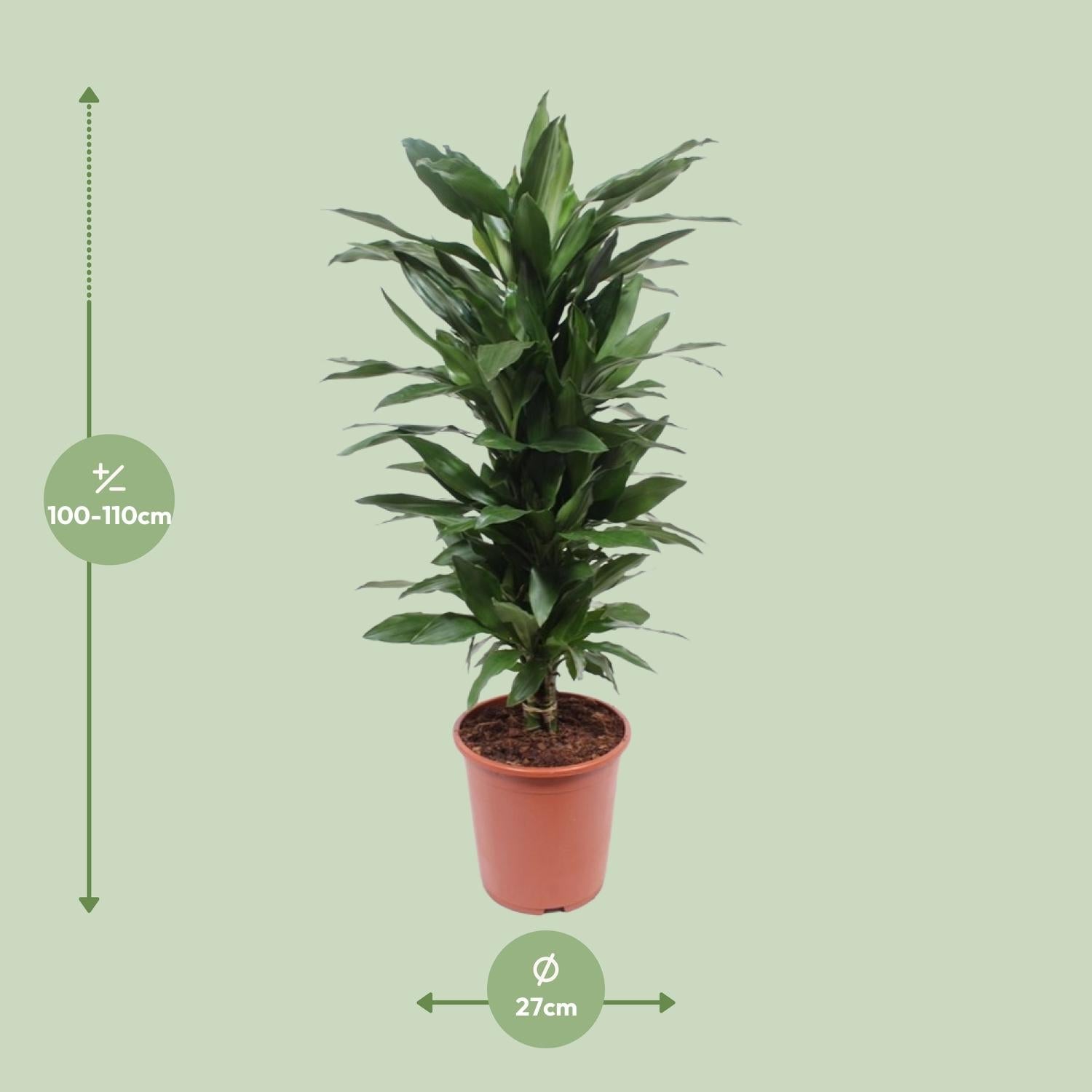 green-guardia-dracaena-janet-lind-drachenbaum-70cm-pflegeleicht image 5