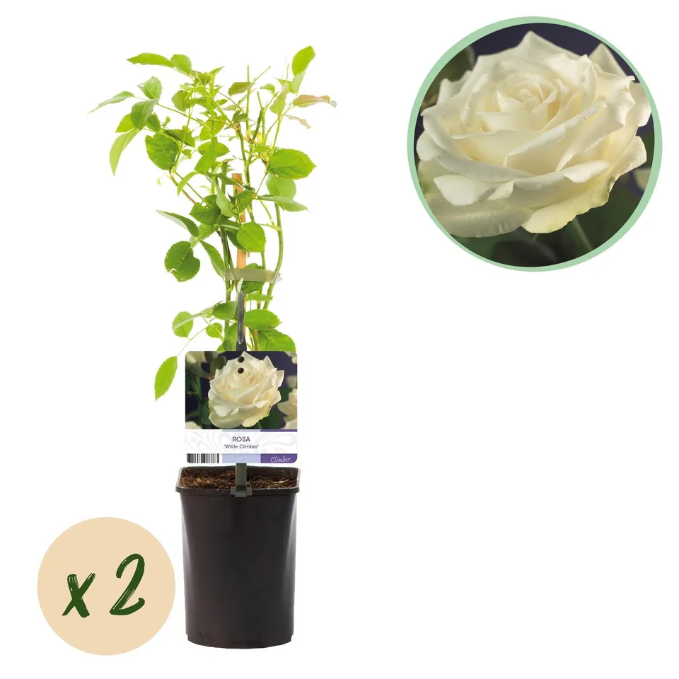 green-guardia-white-climber-kletterrose-wei-2-pflanzen image 1