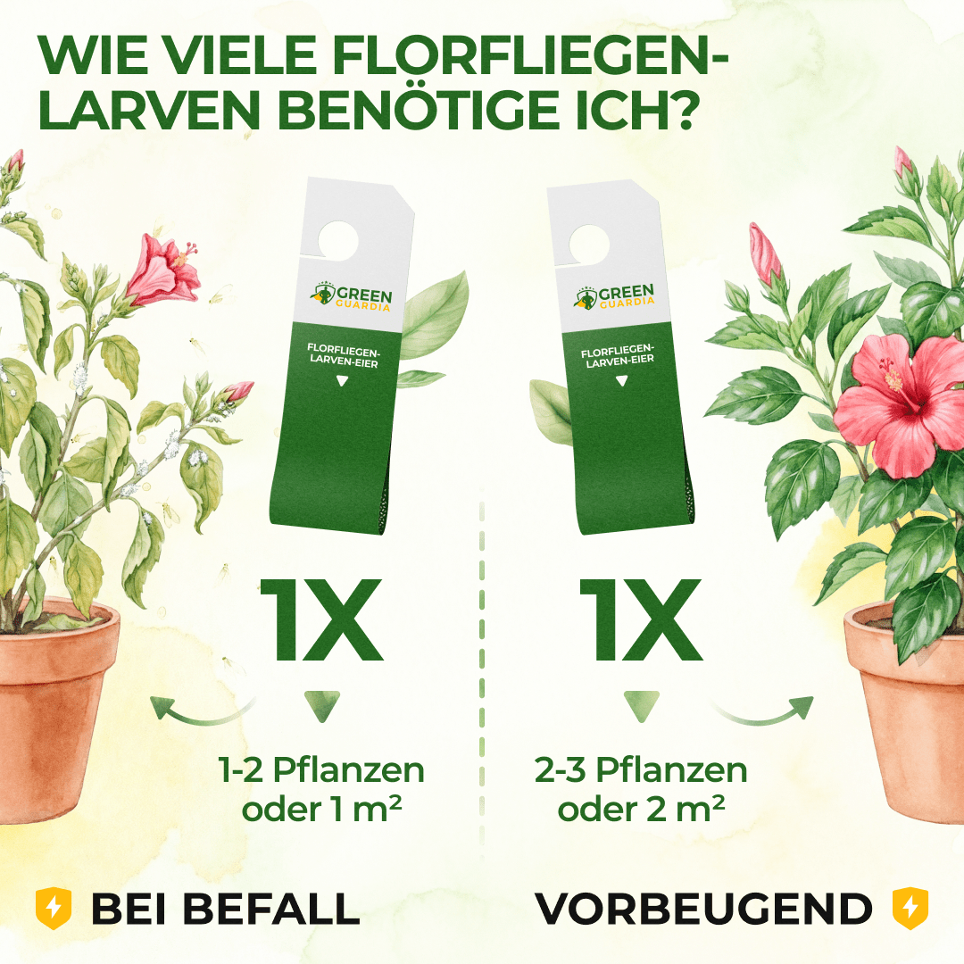 green-guardia-florfliegeneier-n-tzlinge-1-karte-blattl-use image 4