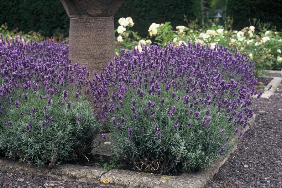 green-guardia-unsere-pflanzen-lavendel-dwarf-blue-6-st-ck image 4