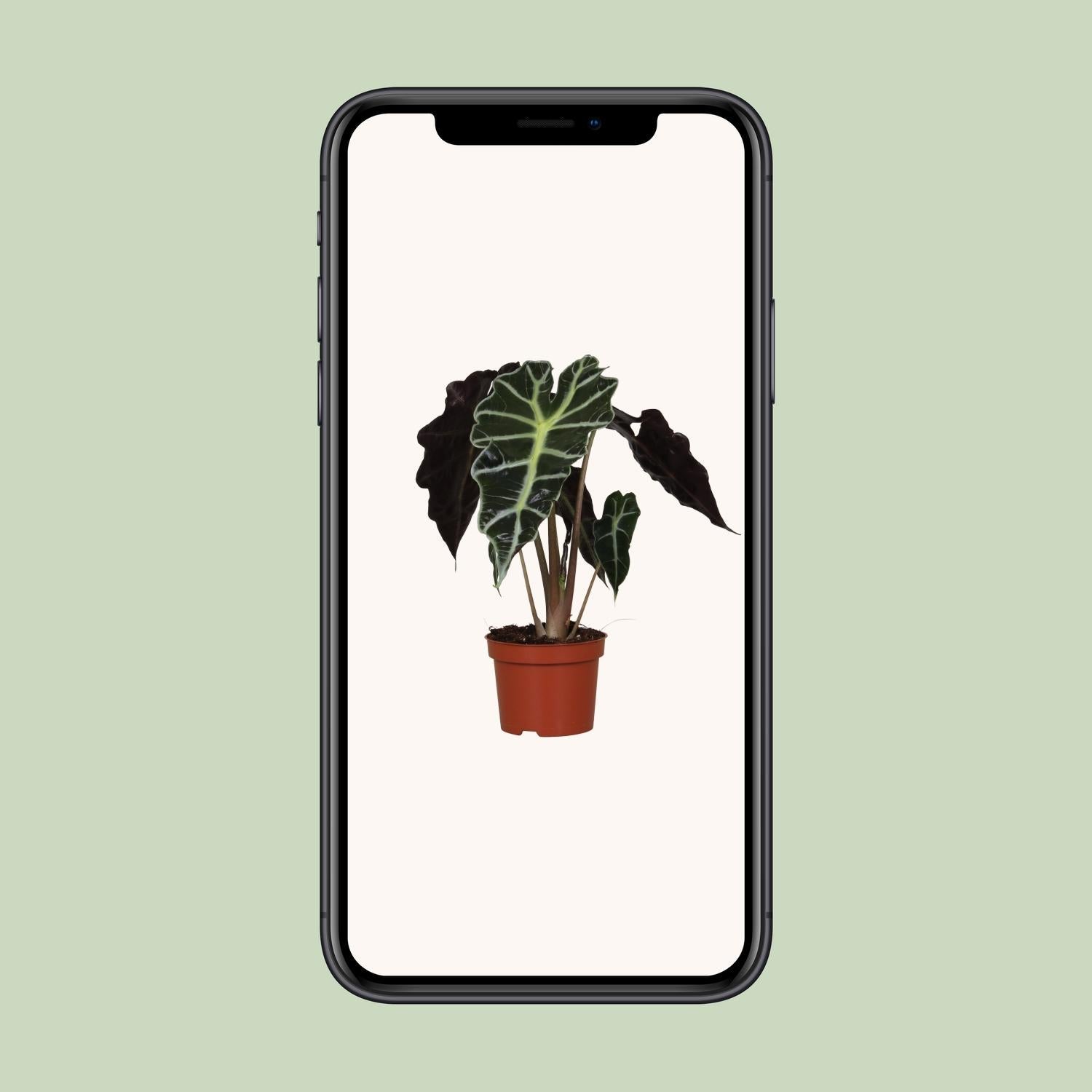 green-guardia-alocasia-polly-elefantenohr-12-cm-topf image 4