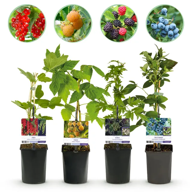 green-guardia-unsere-pflanzen-beerenmix-obstpflanzen-4-pflanzen-essbar image 1