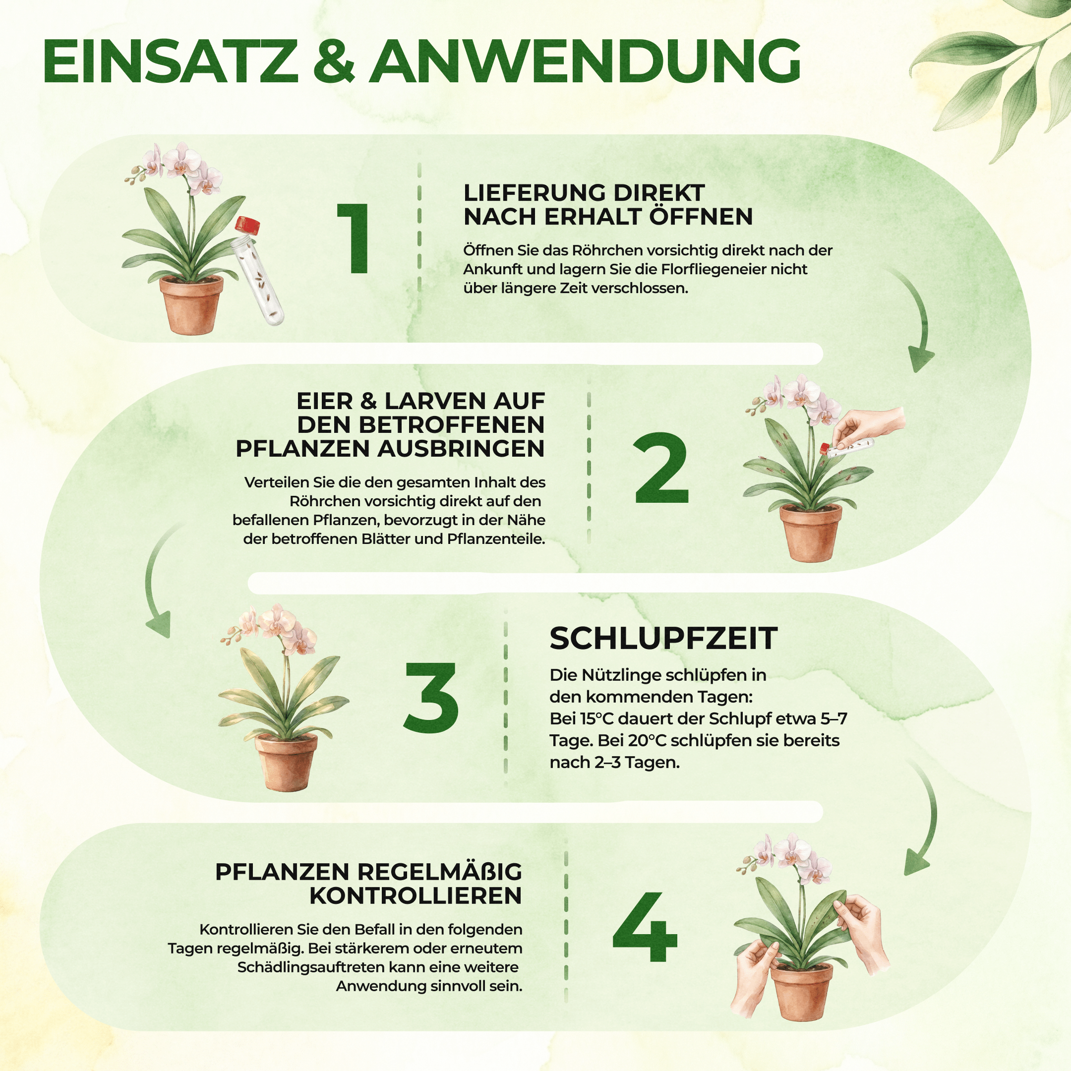 green-guardia-florfliegeneier-blattl-use-1-r-hrchen-10m image 3