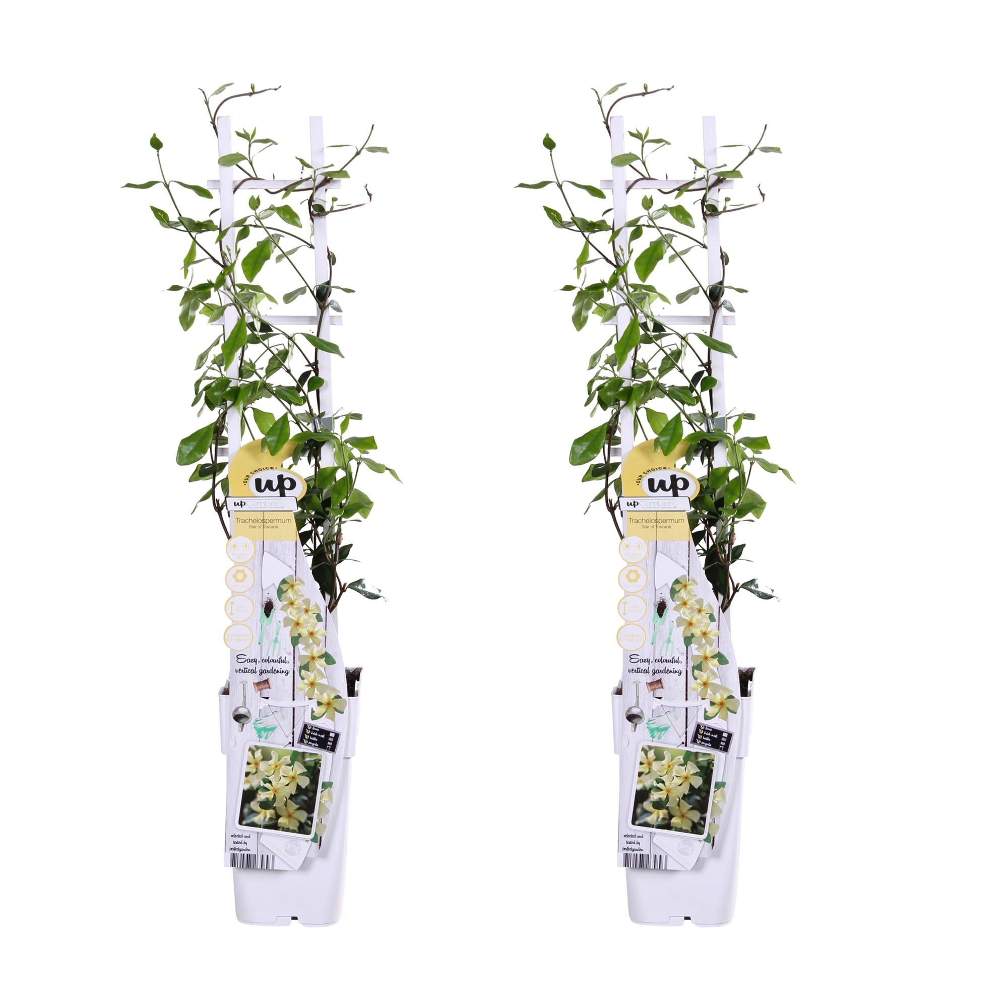 green-guardia-star-of-toscana-jasmin-pflanze-15cm-topf-gelb image 5