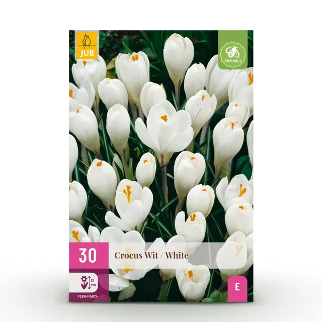 green-guardia-crocus-white-blumenzwiebeln-30-st-ck-winterhart image 1
