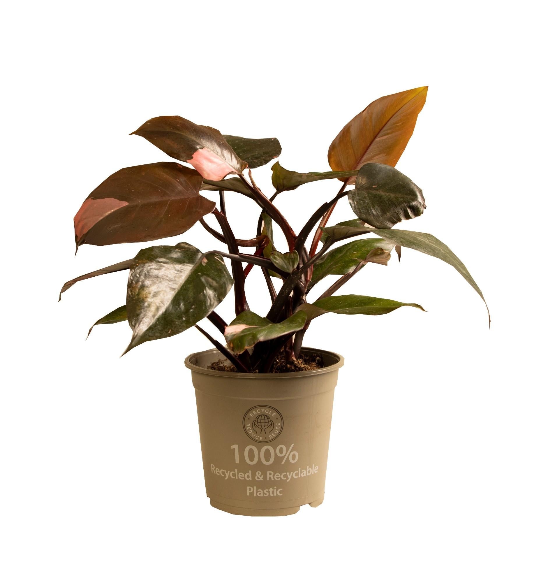 green-guardia-unsere-pflanzen-philodendron-pink-princess-35cm image 1