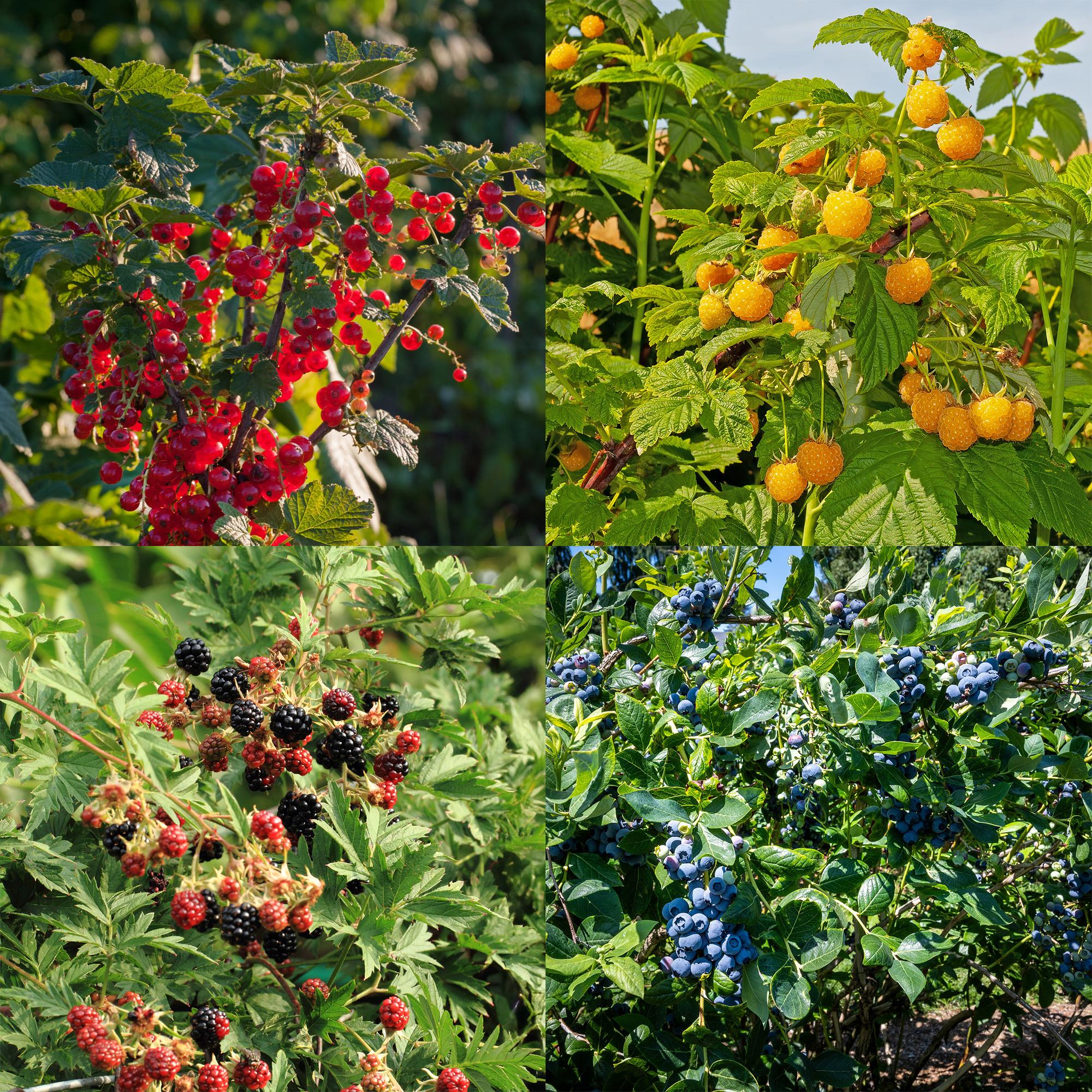 green-guardia-unsere-pflanzen-beerenmix-obstpflanzen-4-pflanzen-essbar image 4