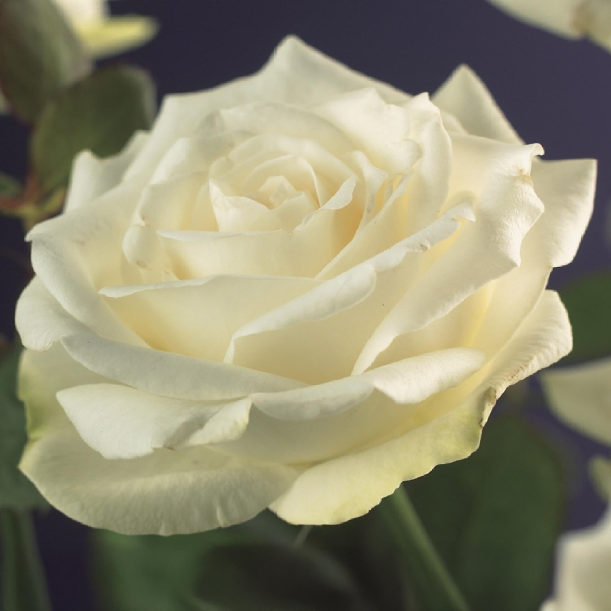 green-guardia-white-climber-kletterrose-wei-2-pflanzen image 4