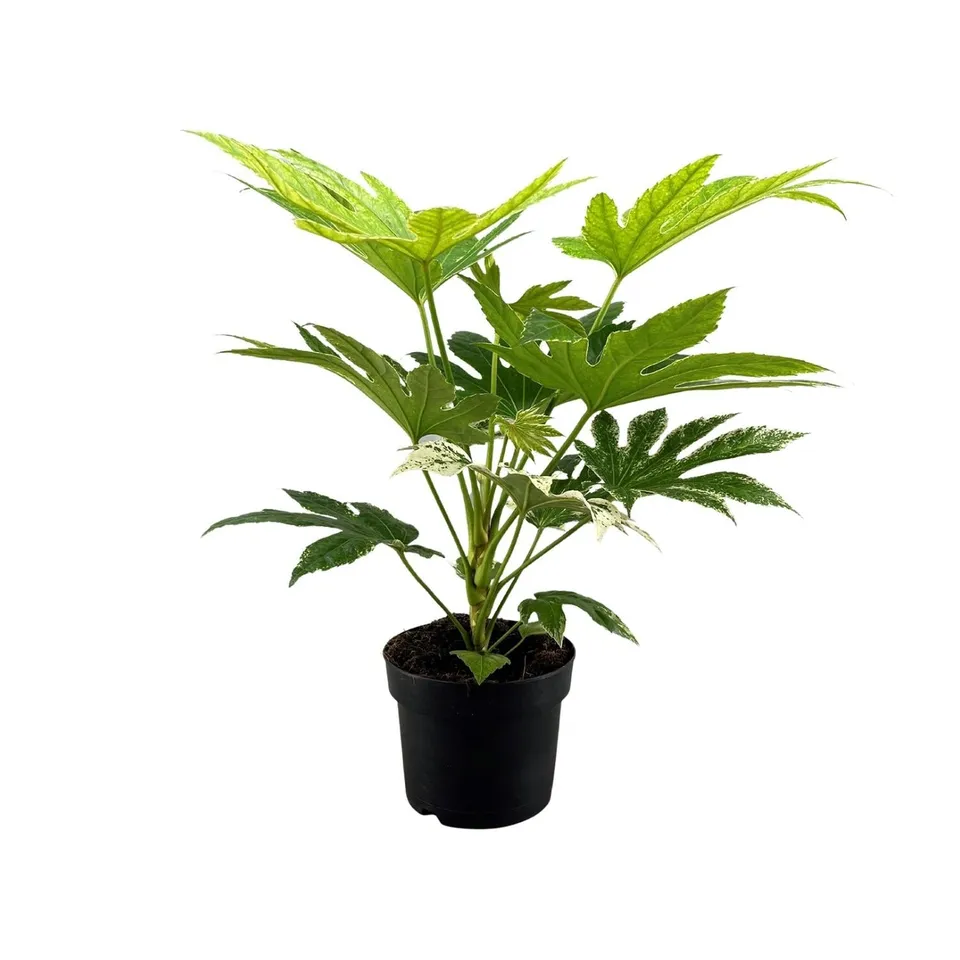 green-guardia-fatsia-japonica-spider-web-zimmeraralie-17-cm-topf image 1