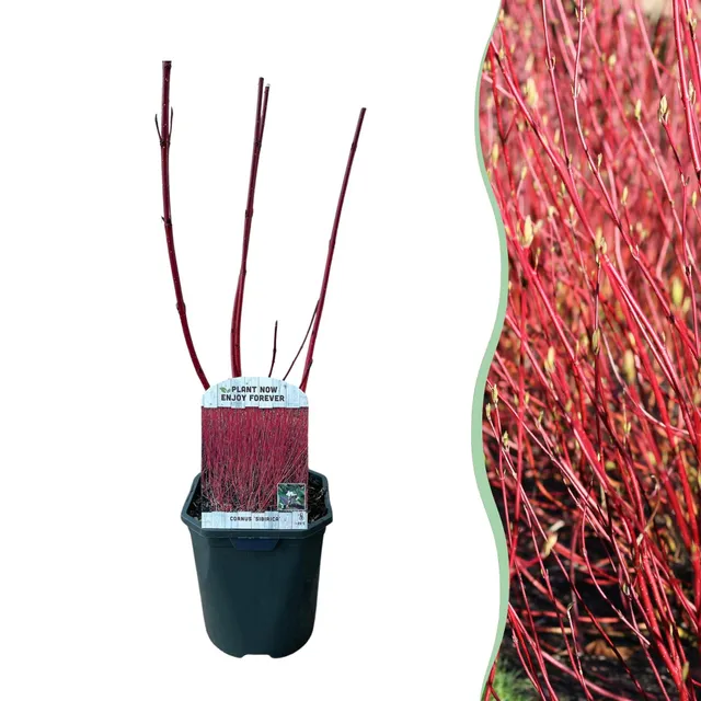 green-guardia-cornus-sibirica-roter-hartriegel-45-cm-strauch image 1