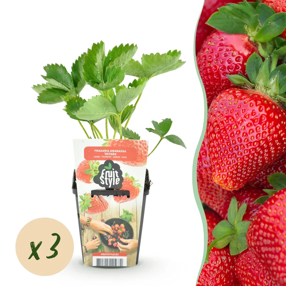 green-guardia-fragaria-maxim-erdbeerpflanze-9cm-topf-rote-fr-chte image 1