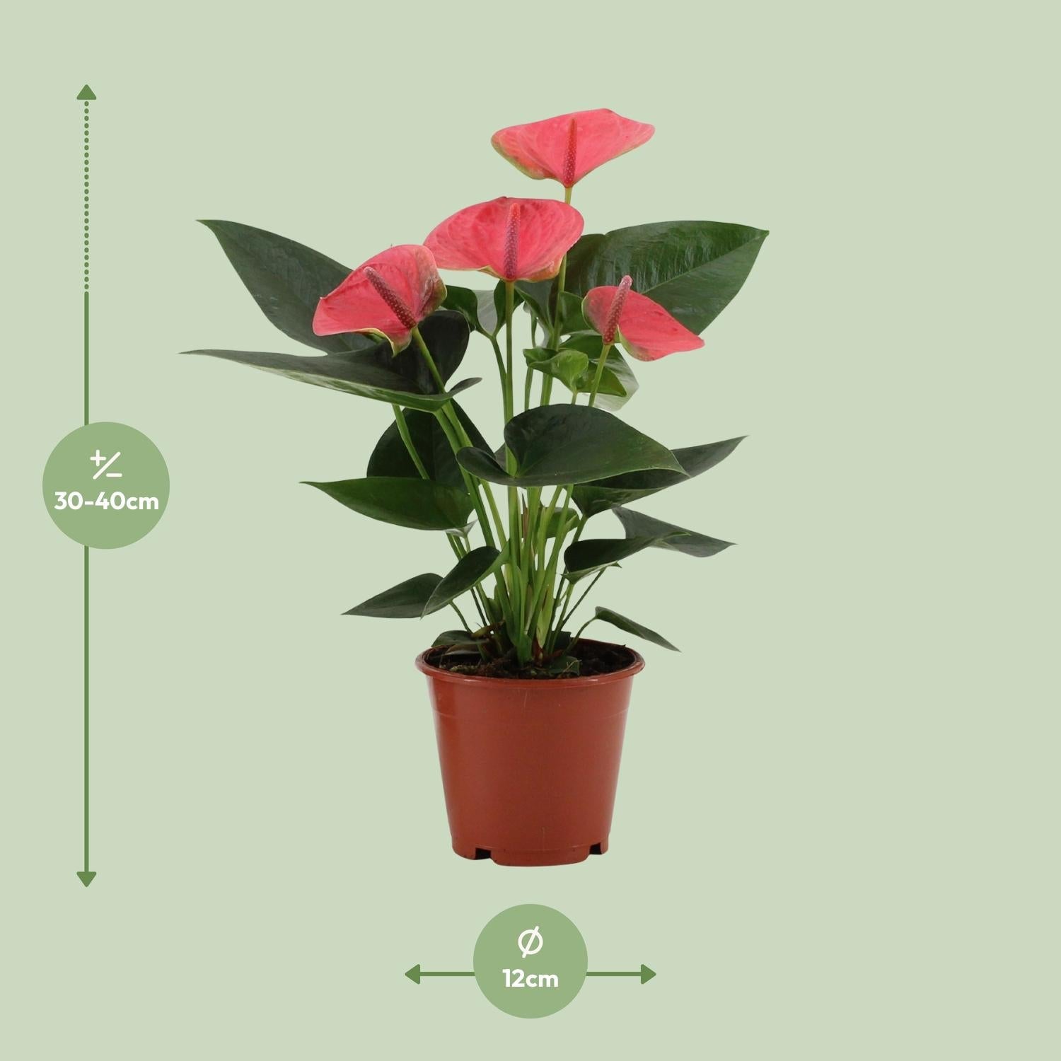 green-guardia-unsere-pflanzen-anthurium-red-champion-flamingoblume-65cm image 2