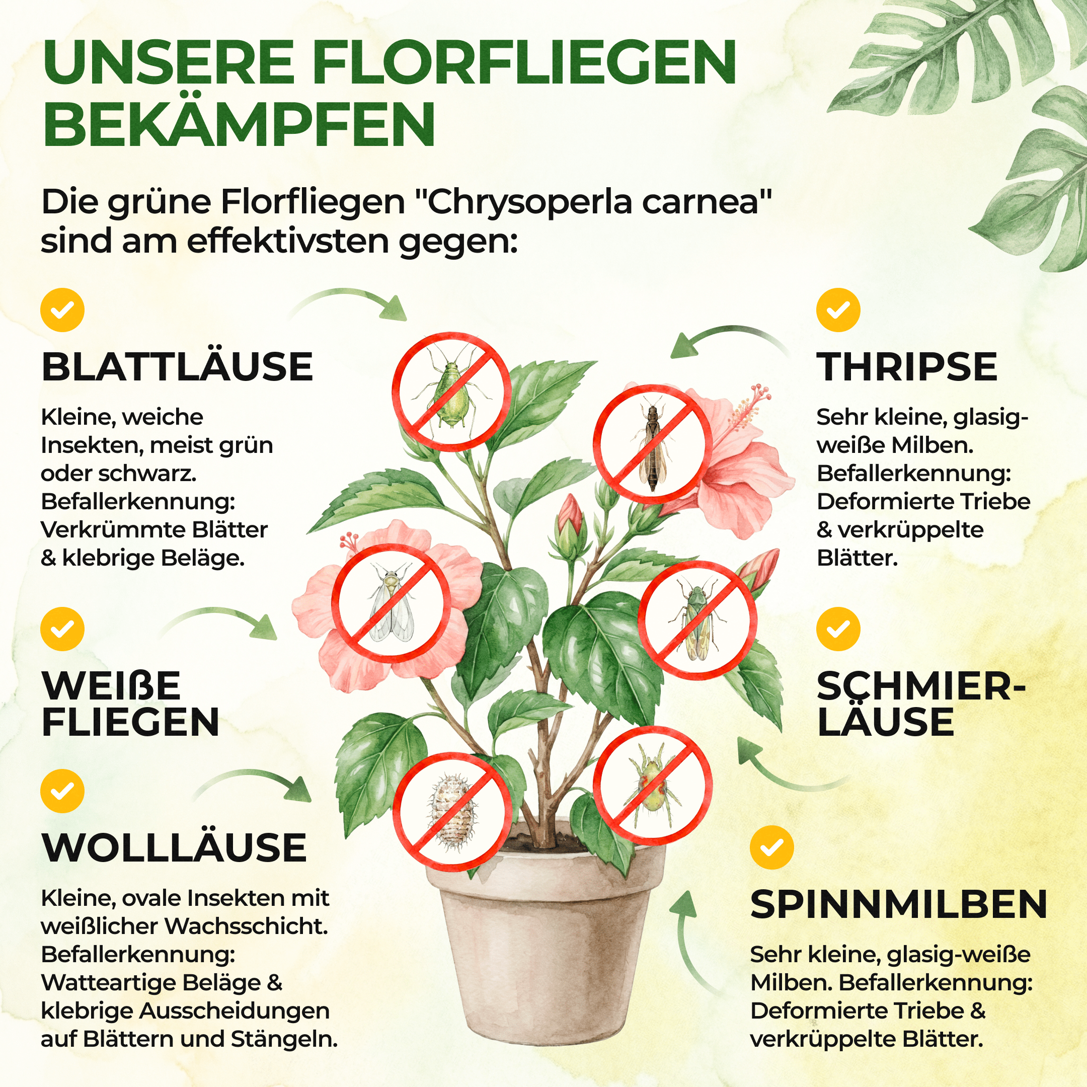 green-guardia-florfliegeneier-blattl-use-1-r-hrchen-10m image 2