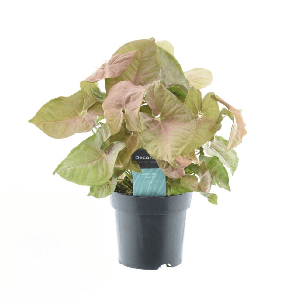 green-guardia-unsere-pflanzen-syngonium-red-heart-pfeilblatt-30-cm image 3