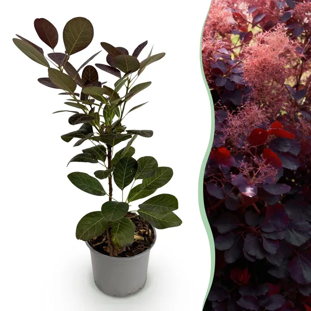 green-guardia-cotinus-coggyria-royal-purple-strauch-12-cm-topf image 1