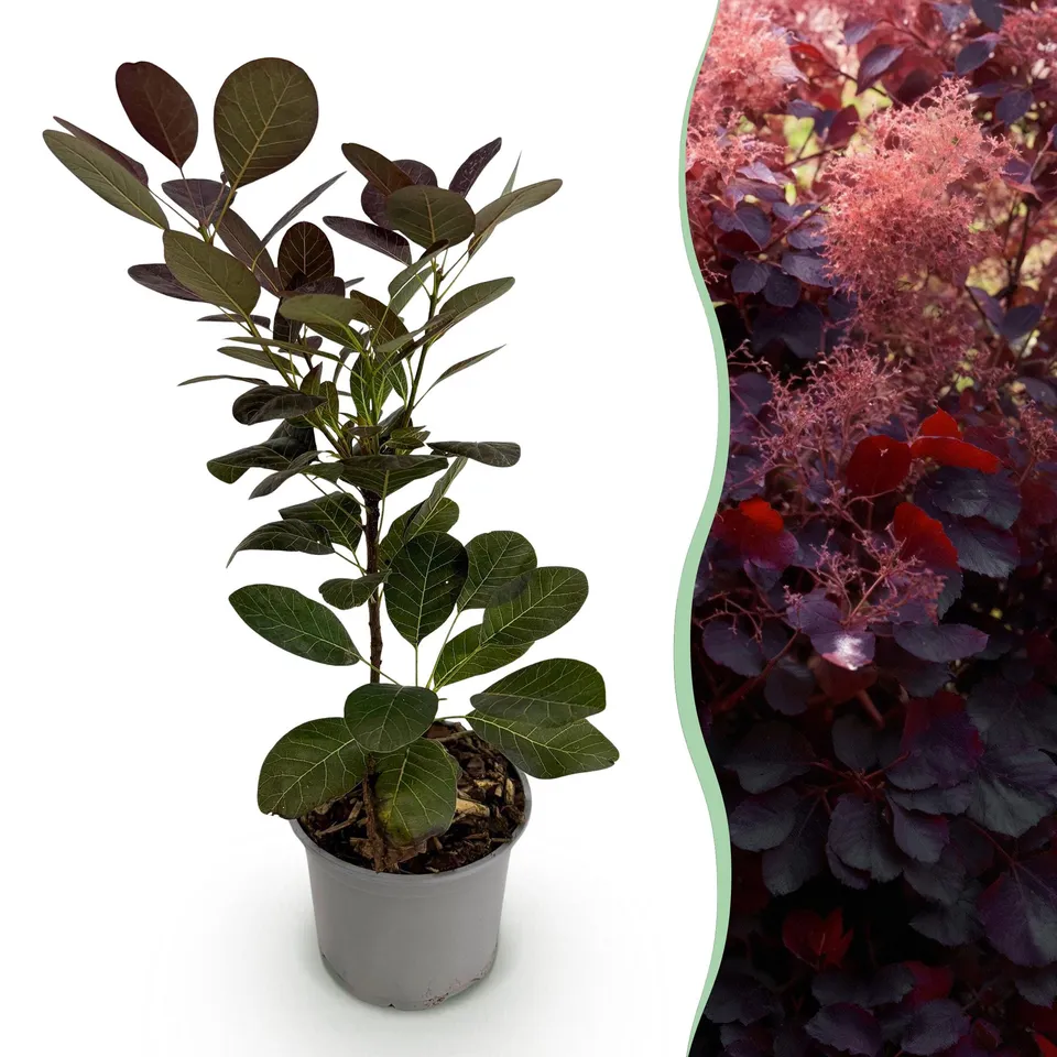 green-guardia-cotinus-coggyria-royal-purple-strauch-12-cm-topf image 1